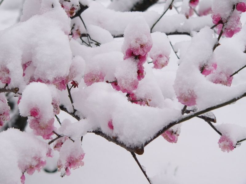 ^^...Flower & Snow...^^