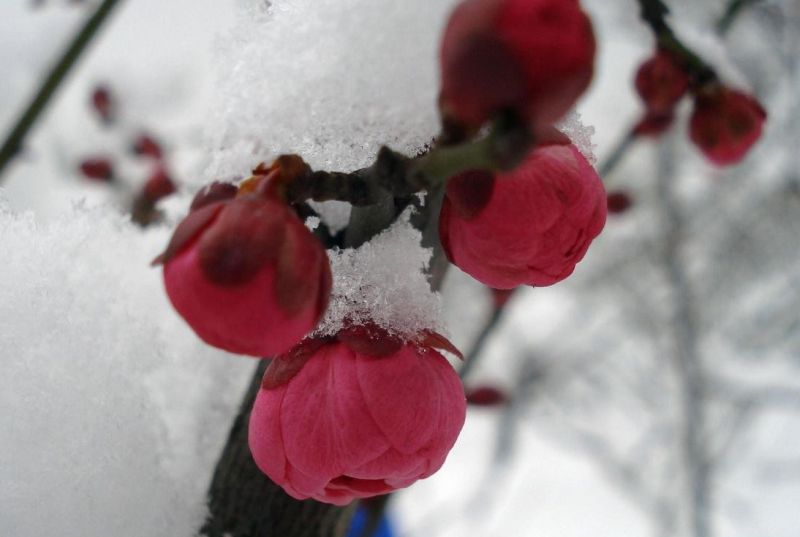 ^^...Flower & Snow...^^