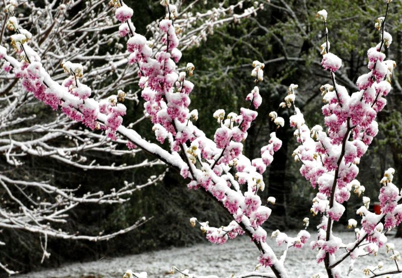 ^^...Flower & Snow...^^