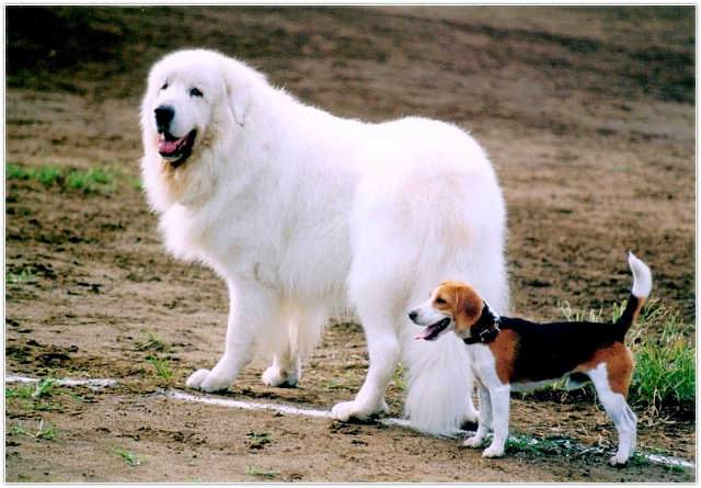 ♣ สุนัขญี่ปุ่นพันธุ์ยักษ์ (Japanese dog) ♣ 