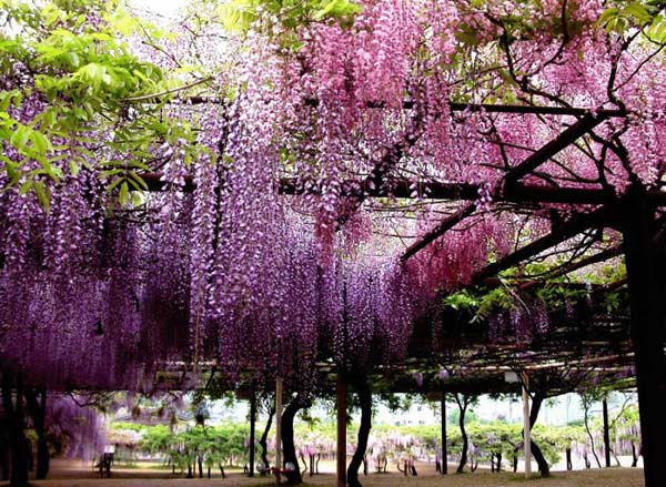 ดอกวิสเทอเรีย(Wisteria)..