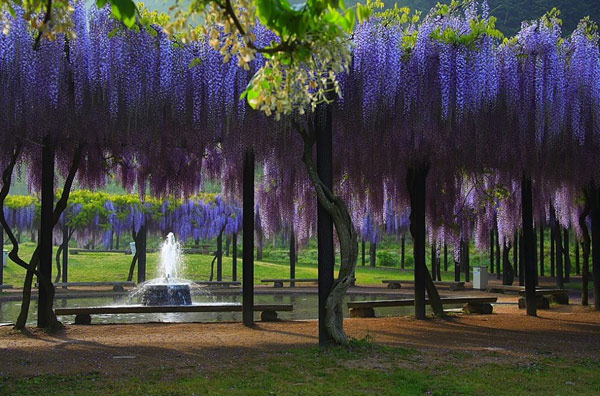 ดอกวิสเทอเรีย(Wisteria)..