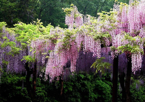 ดอกวิสเทอเรีย(Wisteria)..