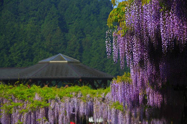 ดอกวิสเทอเรีย(Wisteria)..