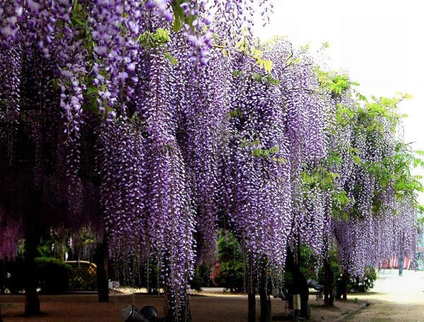 ดอกวิสเทอเรีย(Wisteria)..