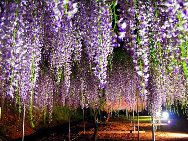 ดอกวิสเทอเรีย(Wisteria)..