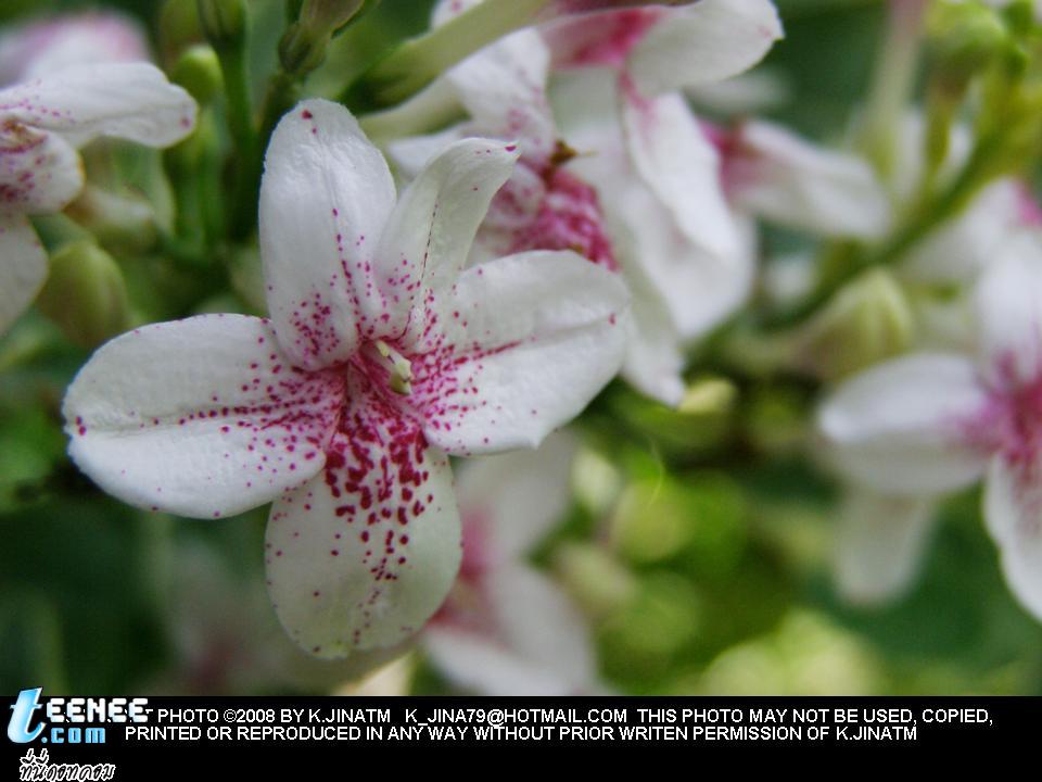 FLOWERS FROM MY HOME 5555