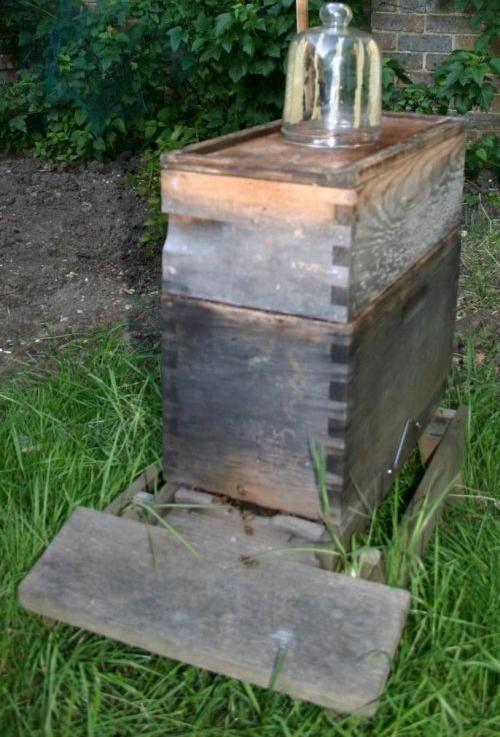 ผึ้ง...ทำรัง..ในขวด