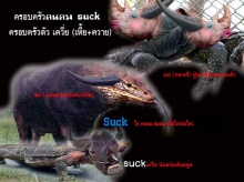 ไอsuck คนคมอ่ะ ๆ อย่ามาโชว์ควายแถวนี้ เว็บอันดับ 4ของประเทศไทยเขาเสียหายเพาะความจัญไรของมรึ งหมด