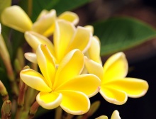 ดอกลีลาวดี 2 (Plumeria)