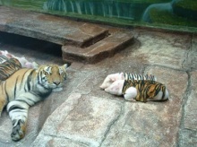 ~Tiger And Pig~