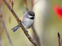 Lively Tiny Birds ●•.•°•.° (o^.^o) 