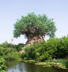 ต้นไม้มหัศจรรย์ที่อินเดีย...