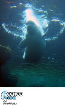 Beluga Whale