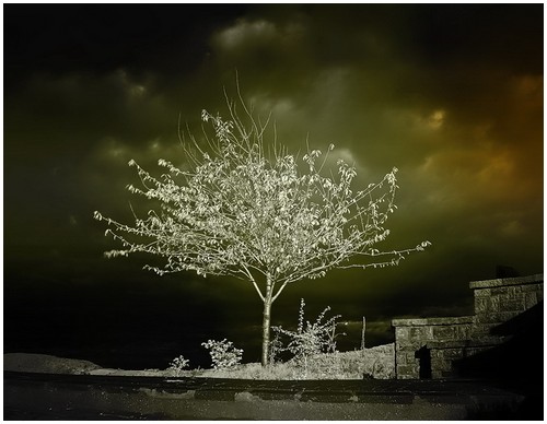 Beautiful Photos of Infrared Trees