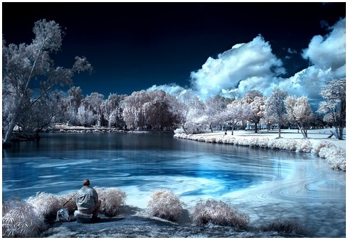 Beautiful Photos of Infrared Trees