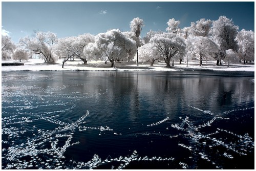 Beautiful Photos of Infrared Trees