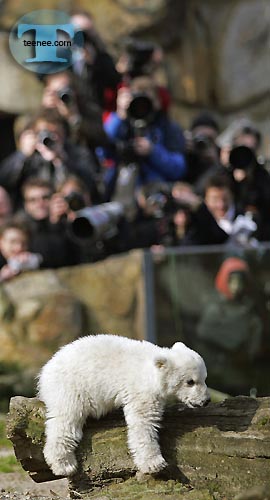 Berlin Zoo polar bear makes public debut