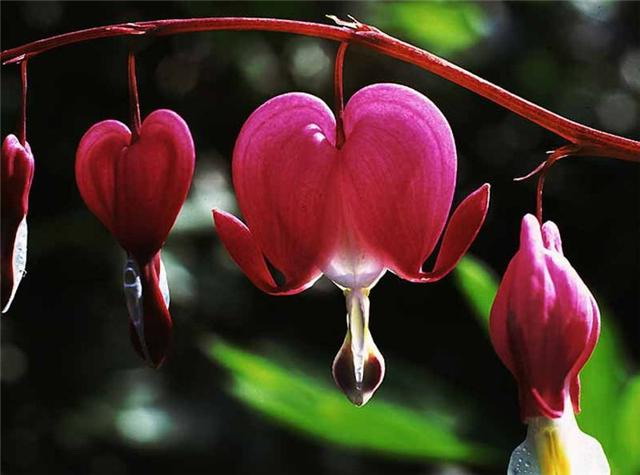 Heart Flower สวยมากมาย