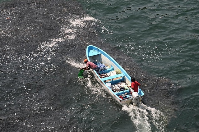 \"ฝูงปลานับแสน หนีตายจากญี่ปุ่นมาโผล่ที่ชาดหาดเม็กซิโก\"