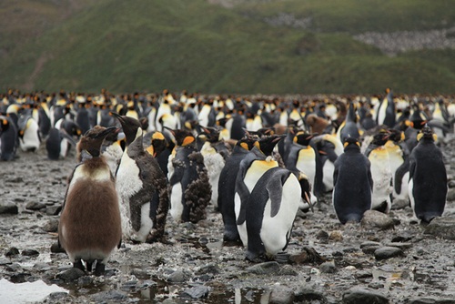 ฝูงเพนกวินออกหาอาหารพร้อมกันนับแสนตัว