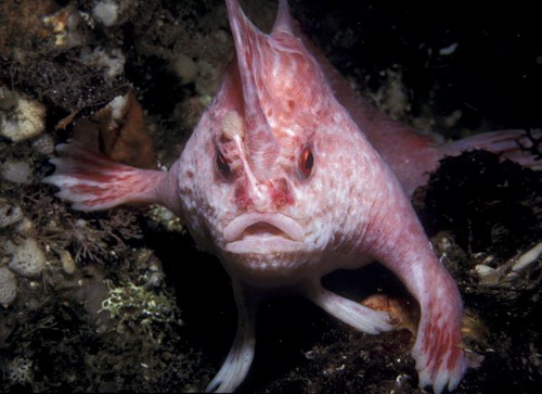 ปลาตีนสีชมพู 