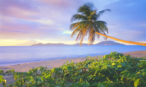 ต้นมะพร้าวบนชายหาด Pinney เกาะคาริบเบียน เนวิช จากจุดนี้สามารถมองเห็นเกาะ St. Kitts อยู่ลิบๆ