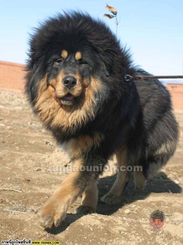 หมาทิเบต...อยากเลี้ยงซักตัวมั้ย (Tibet dog)