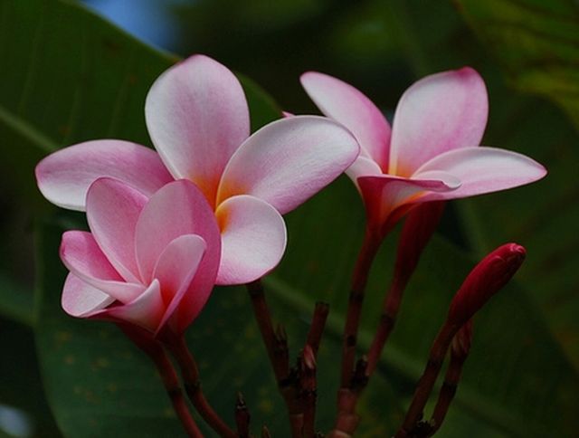 ดอกลีลาวดี 3 (Plumeria)