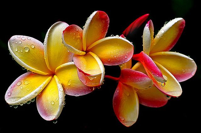 ดอกลีลาวดี 3 (Plumeria)