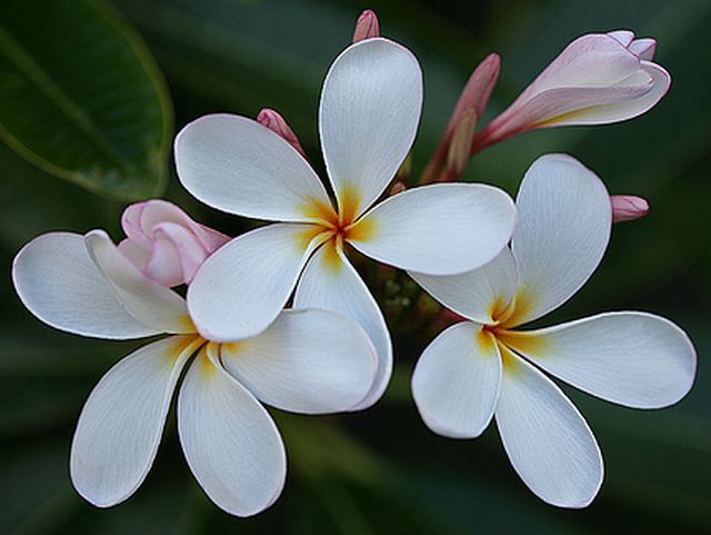 ดอกลีลาวดี 3 (Plumeria)