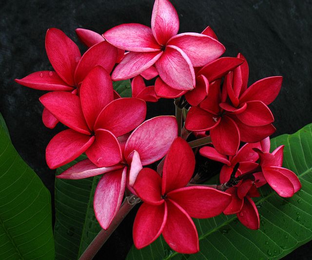 ดอกลีลาวดี 3 (Plumeria)