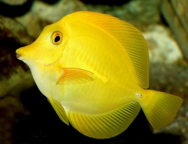 yellow sailfin tang fish