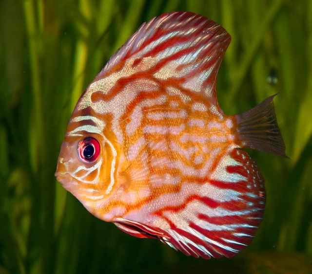 red discus fish