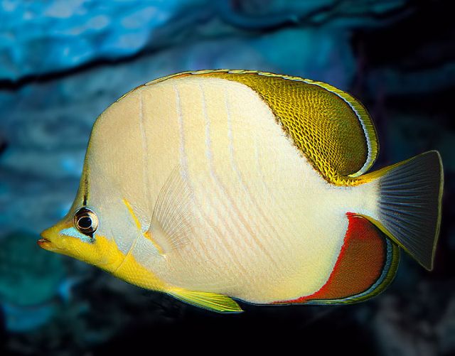 yellowhead butterfly fish
