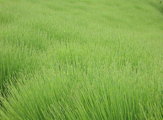 ธรรมชาติ สร้างสีให้โลกสวย