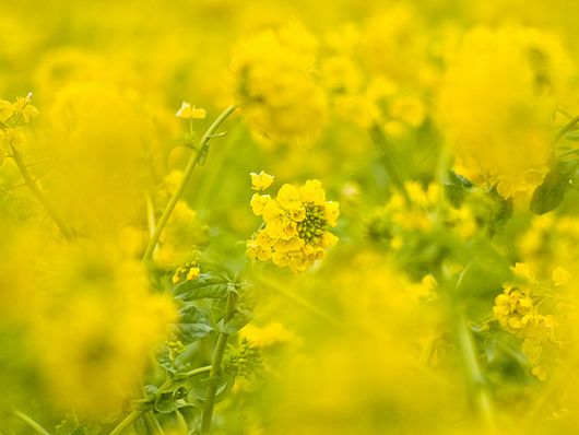 ธรรมชาติ สร้างสีให้โลกสวย