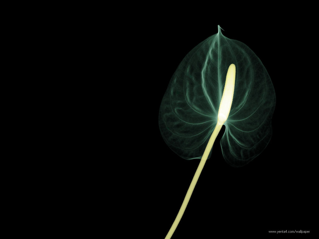  > X-RAY FLOWER