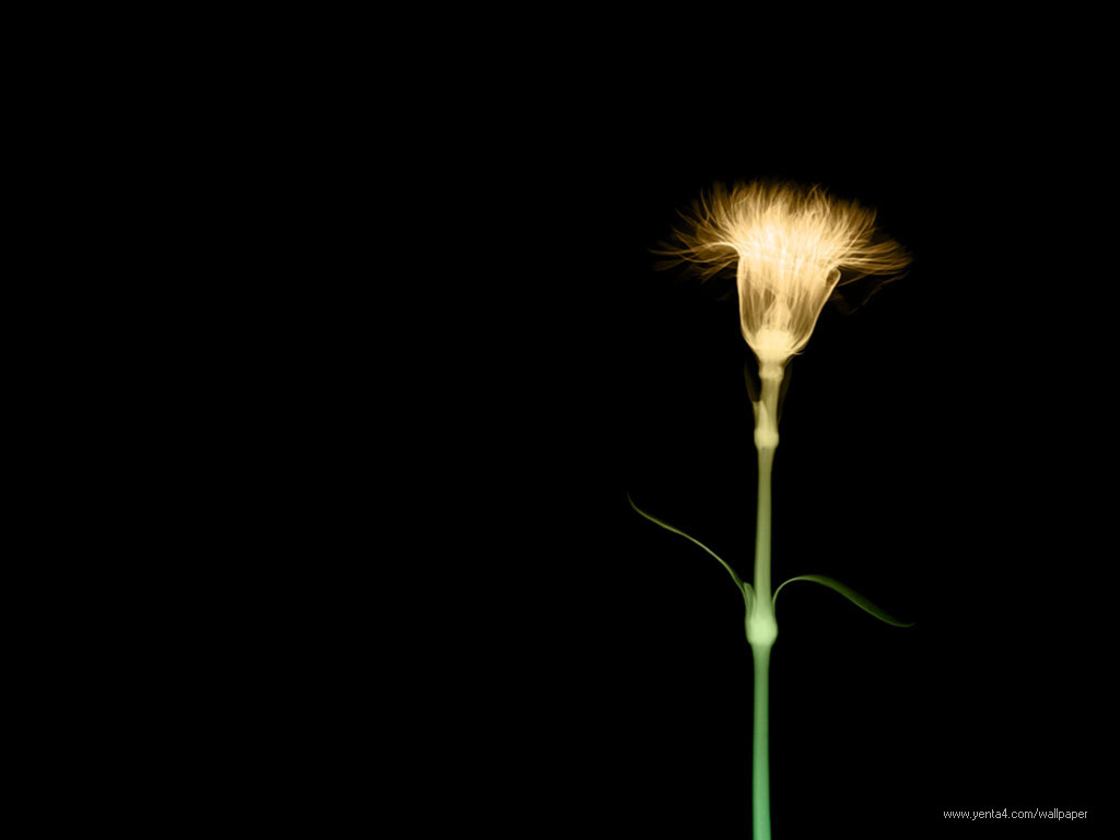  > X-RAY FLOWER