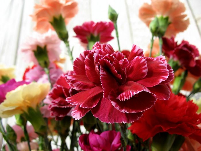 Carnation....  สวย ๆ