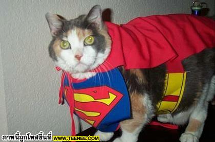 Super cat