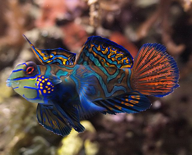 Goby ปลาบู่สวยงาม