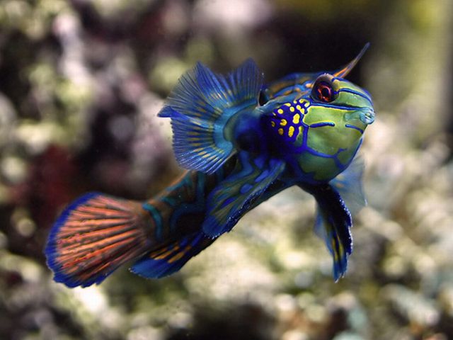 Goby ปลาบู่สวยงาม