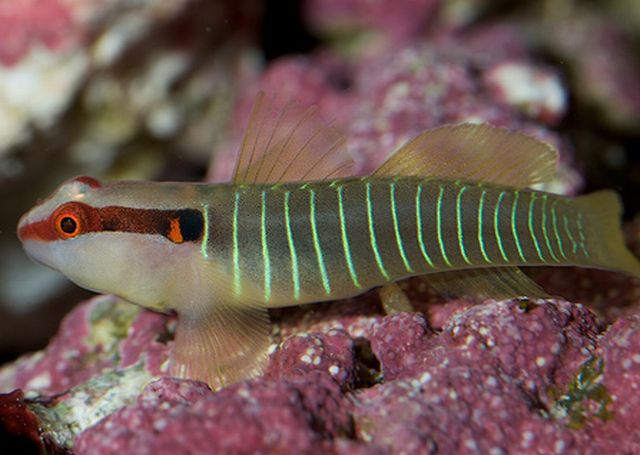 Goby ปลาบู่สวยงาม