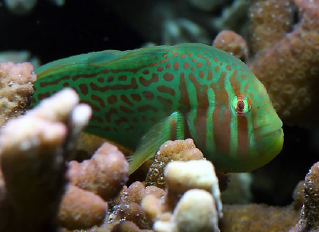 Goby ปลาบู่สวยงาม