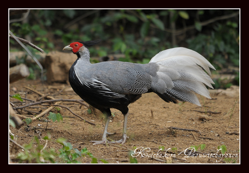 ไก่ฟ้าหลังเทา