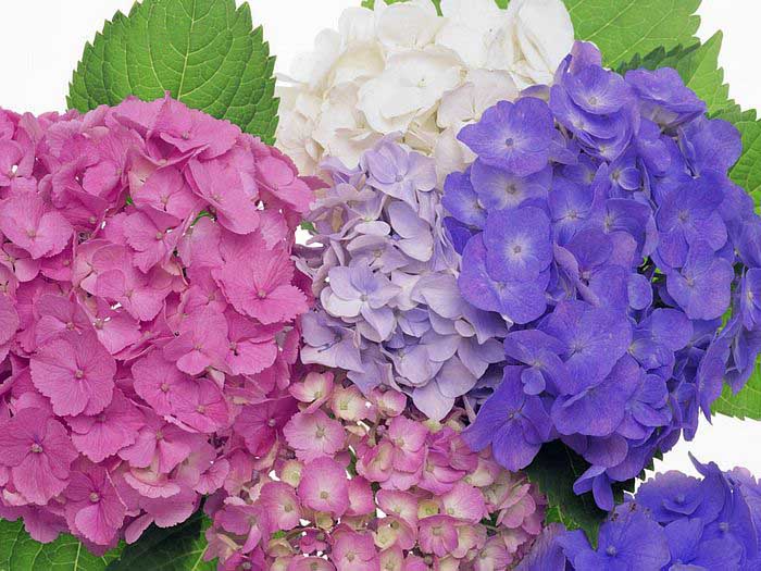 .. hydrangea ..(^∇^)/ 