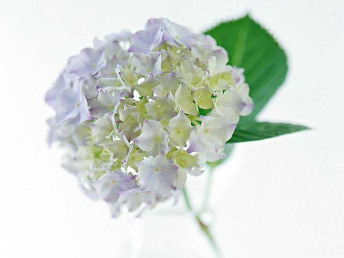 .. hydrangea ..(^∇^)/ 