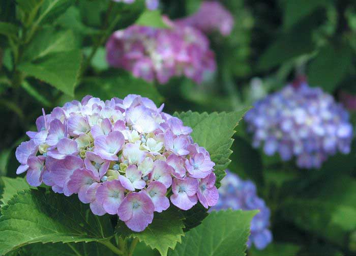 .. hydrangea ..(^∇^)/ 