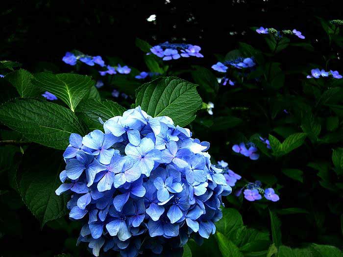 .. hydrangea ..(^∇^)/ 